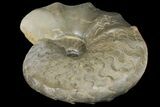 Triassic Ammonite (Ceratites Sublaevigatus) - Germany #131933-1